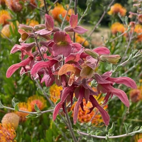 salvia comprar semillas, medicinales, interior de salvia resistentes de interior, 600pcs