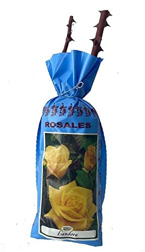Rosal grandiflora Landora en bolsa (cepellón) (color amarillo)