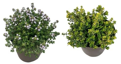 Tomillo Limón + Tomillo Vulgar Plantas Naturales de Exterior - Macetas de 13 cm - Pack de Plantas Aromáticas Naturales Tomillo Limonero