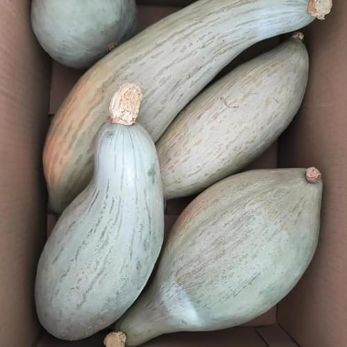 semillas de calabaza semillas de decorativas, calabaza, exóticas calabazas ornamentales ornamentales 300pcs