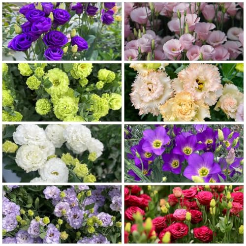 semi di eustoma - lisianthus resistenti, regali insoliti, copertura del terreno, perenne resistente di eustoma, giardino, 200pcs