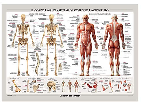 Colorfamily Poster Corpo Umano - sistemi di Sostegno e Movimento - Idea Regalo - Riproduzione