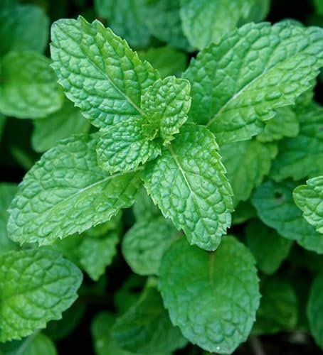 100 Seeds of Herb - Peppermint - Mentha Piperita