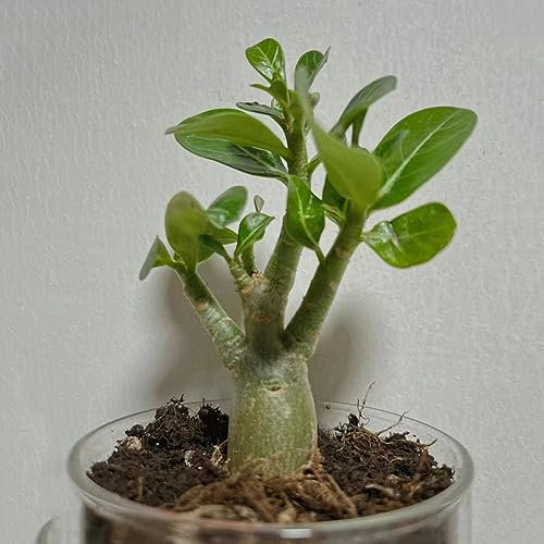 5 pcs affenbaum kaufen samen - seltene pflanzen affenbrotbaum Baobab Baum,adansonia gregorii, bonsai bäumchen kaufen pflanzen für sonnige plätze baumsamen kübelpflanzen steingartenpflanzen