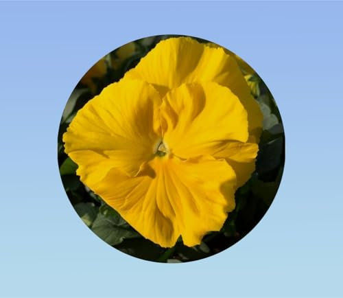 50 graines pensée jaune sans macule - Viola x wittrockiana - plante ornementale - pensée rare sans macule