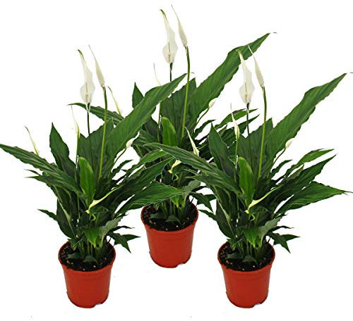 Exotenherz - Spathiphyllum Sweet Chico - 12cm Topf - Set mit 3 Pflanzen
