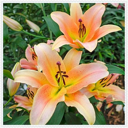 Lilienzwiebeln, Blumenzwiebeln,Frische Luft,Blumenzwiebeln, Winterhart MehrjäHrig, Riesenlilien Baumlilien，Temperament,Gartenpflanzen-10zwiebeln-B