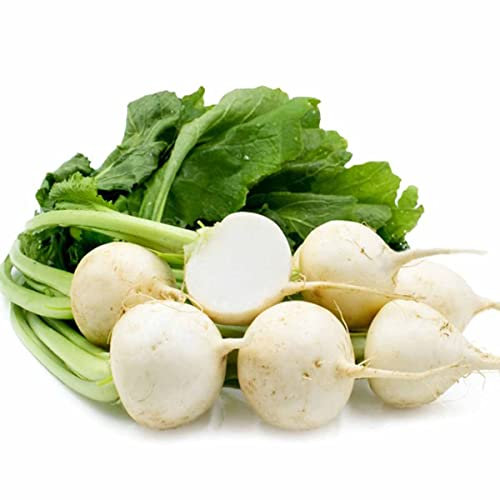 Welldales 50 Turnip Seeds Italian White Giant Milan Grow UK Garden Winter Root Vegetables