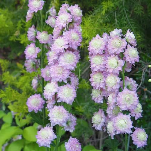 rittersporn samen - winterharte pflanzen für balkon, stauden pflanzen garten winterhart mehrjährig, pflanzen draußen samen blumen, garten hochbeet kübelpflanzen, gartensamen 50pcs