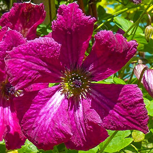 Clematis Rubra Summer Flowering Viticella Climbing Plant | Outdoor Deciduous Perennial Garden Plants | Easy Care Climbers for Garden Border, Obelisk, Trellis, Patio - 9cm Pot