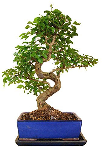 Genki-Bonsai chinesischer Liguster ca. 10-12 Jahre 35–40 cm hoch in Keramikschale mit Untersetzer inkl. Pflegehinweisen & Bonsaipass vom Bonsai Fachgeschäft