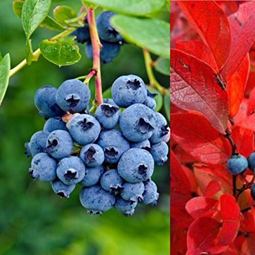 2 x Blueberry Bush 'Blue Jay' Plants - High Yielder - Vaccinium Bush