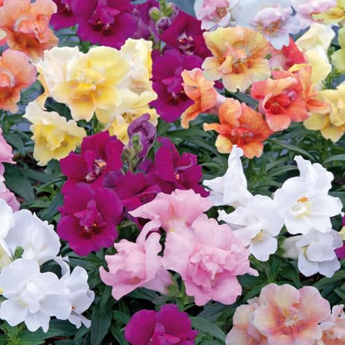 Bedwen Antirrhinum Mix 'Twinny' Plug Plant x6 – Snapdragon Compact Summer-Flowering Bedding Plants for Garden Borders & Patio Pots