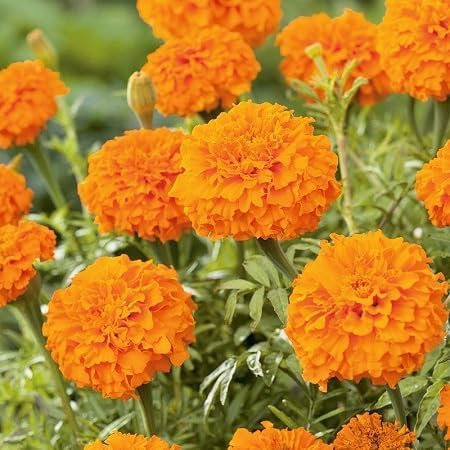 Ringelblumensamen, 100 Stück, Orange