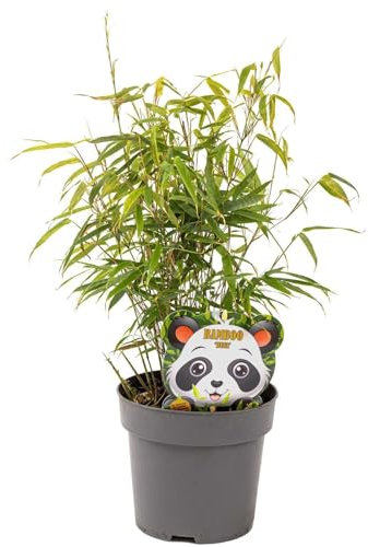 Schirmbambus Fargesia rufa in extrastarker Solitärqualität! Für Garten, Kübel, Trog, Beet & Terrasse; Bambus als Sichtschutz, Bambushecke immergrün Gartengestaltung (5 Stk, Miniballen)