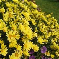 6 x Argyranthemum 'Cornish Gold' Marguerite Cottage Garden Perennial Plug Plants