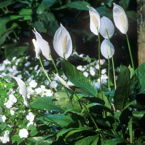 YouGarden Spathiphyllum Peace Lily Plant 'Cupido' in 9cm Pot, Air Purifying Houseplant for Homes and Office, Easy to Care for Peace Lily Plant