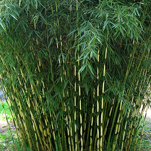 Fargesia Robusta Pingwu - Umbrella Bamboo | Fast Growing Bamboo Plant for Garden Screening and Hedges | 14cm Pot