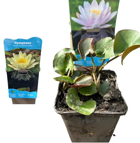 Nymphaea Seerose – Winterharte Teichpflanze für Terrassenteiche, Fässer & Gartenteiche (Gelb)