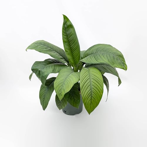 Vivai le Georgiche - Pianta vera di Spathiphyllum Sensation in idrocoltura Spatifillo, Giglio della pace - vaso Ø 30 cm - altezza alla vendita 80-100 cm