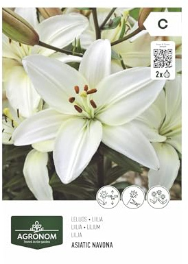 AGRONOM | GIGLI - NOVANA | Bulbi da fiore perenni | Fiori bianchi | Coltivati in giardini fioriti, vasi e prati fioriti | 2 bulbi