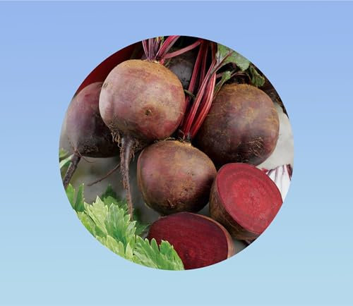 300 graines de betterave boltardy - Beta vulgaris -légumes - jardin - potager