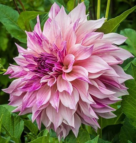 Vibrant Flowering Cafe Au Lait Royal Dinnerplate Dahlia Tuber, Bulb, Root, Starter Plant