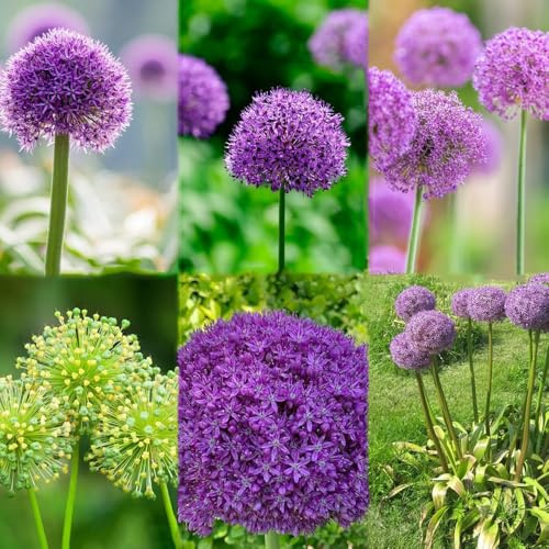10 pezzi bulbi di aglio ornamentali - bulbi primavera di allium perenni resistenti, ornamentali, giardino resistenti all'inverno