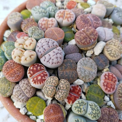 Lithops Blandade Frön - Sunnyplants, Lithops Fröblandning, Levande Stenfrön, Lithops Frön, Lithops Mix, Levande Stenar, Suckulenta Frön, Kaktus Frön (100)