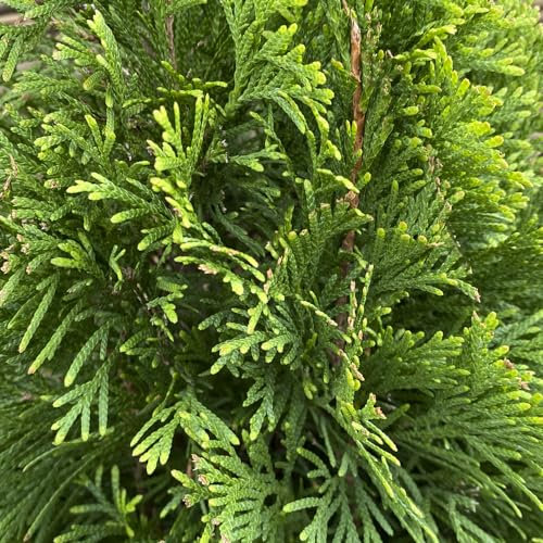 Thuja Occidentalis Conífera Perenne Natural y Resistente para Jardines