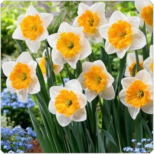 Rizoma di Narciso perenne/Resistente al Freddo e Facile Coltivare/Rende adatto alla Piantagione in aiuole/Bordure ＆Terrazze.-b-6 rizomi