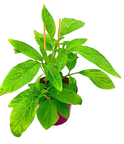 Melonenbirne Pflanze Copa Pepino (Solanum muricatum) 1 Pflanze