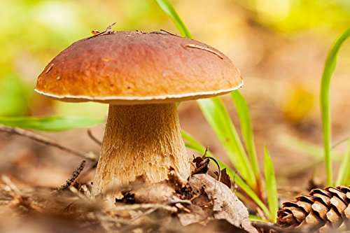 Boletus reticulatus – Mycelium – Forêt champignons – Cultivez vos propres champignons