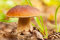 Micelio per coltivare il porcino estivo, ovvero il Boletus reticulatus o aestivalis