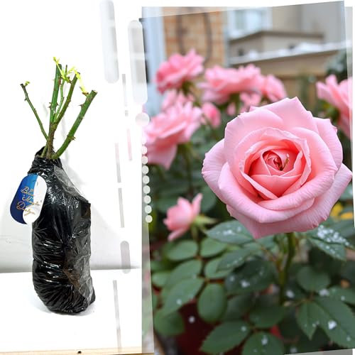 Rosa arbustiva rosa de raíz desnuda 'The Queen' - Elegante y resistente rosa para bordes de jardín, enrejados y embellecimiento de paisajes