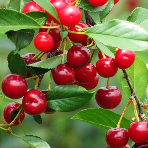 semillas de bonsái de cerezo, plantas balcón comprar árboles fruta fresca árboles frutales enanos jardín plantas semillas bonsái jardinería árboles frutales árbol frutal 300pcs