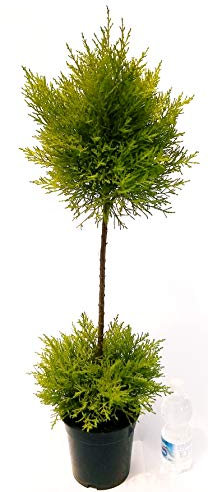 POWERS TO FLOWERS - CIPRESSO WILMA ALBERELLO, pianta vera