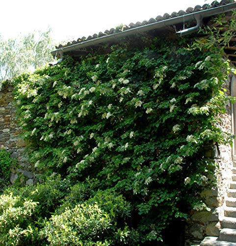 Kletter Hortensie 125-150cm - Hydrangea petiolaris