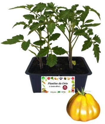P. Piantine da Orto | Pomodoro Cuore di Bue Giallo, Kit 4 Piantine, Pianta Pronta per il Trapianto, Pianta Vera da Orto, da Balcone e da Esterno, Vivaio Italiano