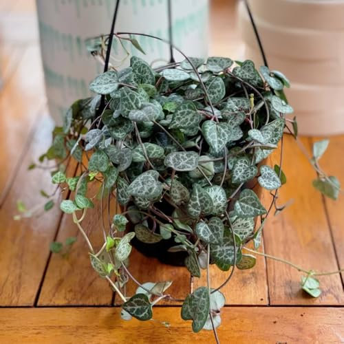 50 pcs leuchterblume pflanze samen, alte sorten saatgut, schattenpflanzen winterhart (Ceropegia woodii) wildblumenwiese, kletterpflanzen winterhart schnellwachsend blumen für balkon,