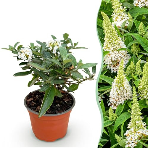 Buddleja davidii Butterfly Candy Little White - Cespuglio di farfalle - Compatto - Bianco - 20-30cm - Ø12cm - Pianta da giardino