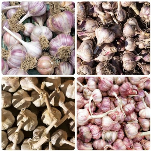 Semillas de ajo, Allium sativum, semillas de ajo elefante, ajo de invierno de ajo resistente exóticas comprar de invierno 150pcs