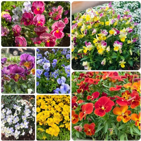 semi resistenti viola del pensiero - perenne, decorazione autunnale di viola del pensiero, giardino, 50pcs