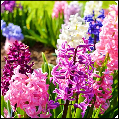 Winterhart MehrjäHrig Hyazinthenzwiebeln,Hyazinthenzwiebel Winterhart MehrjäHrig Hyazinthen Pflanzen,Schönes Bepflanzen von Staudengärten-5zwiebeln-c
