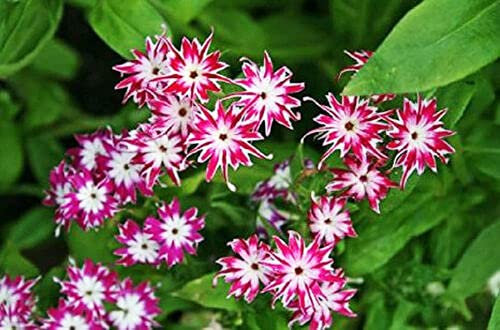 DRUMMOND'S PHLOX TWINKLE STAR DWARF MIX 400 seeds - Phlox drummondii cuspidata