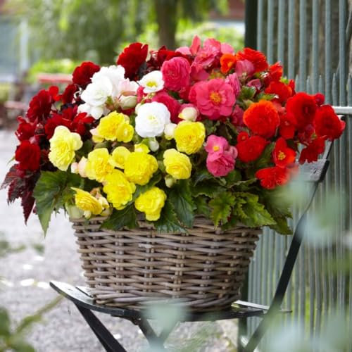 Double Flower Begonia 'Nonstop Mixed' - Weather Resistant, Continuous Blooming, Garden Ready Plants - Half-Hardy Perennial – 12x Plug Plants by Thompson and Morgan
