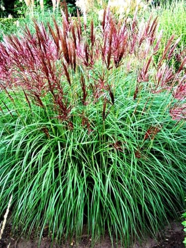 Miscanthus sinensis  Ferner Osten  Einzeln im Topf Echtes Chinaschilf (Ziergras Gräser Stauden winterhart) Unglaublich eleganter und Prachtvoller Eyecatcher (1)