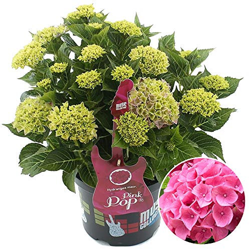 Hydrangea Pink Pop Garden Shrub | Deciduous Vibrant Potted Plant | 1.5-2.5ft