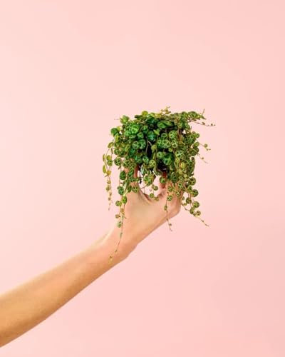 PUR PLANT Peperomia Prostrata | Planta Natural De Interior Colgante y Pet Friendly | Hojas Pequeñas Con Motas Plateadas | Delicada, Resistente y Purificadora | Maceta De Ø5 cm