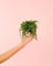 Peperomia Prostrata | Mini Plantas Naturales Interior | Pur Plant